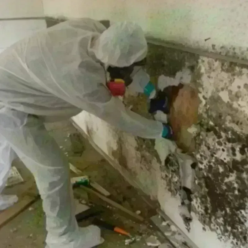 Mold Remediation and Removal in Olney, TX